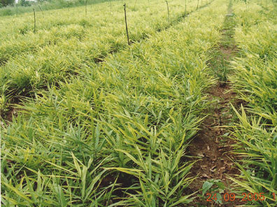 Ginger Dual Extracted Powder